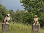 Australian Shepherds