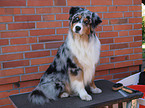 sitzender Australian Shepherd