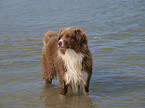 Australian Shepherd