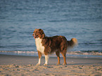 Australian Shepherd