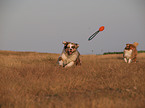 spielende Australian Shepherds