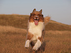 rennender Australian Shepherd