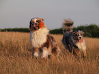 spielende Australian Shepherds