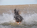 rennender Australian Shepherd