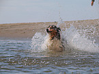 rennender Australian Shepherd