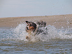 rennender Australian Shepherd