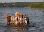 spielende Australian Shepherds