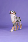 Australian Shepherd