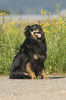 sitzender Australian Shepherd