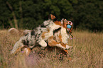 spielende Australian Shepherds