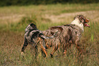 Australian Shepherd