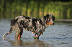 junger Australian Shepherd