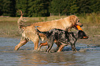 spielende Australian Shepherds