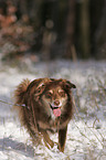 laufender Australian Shepherd