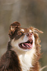 Australian Shepherd Portrait