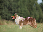 stehender Australian Shepherd