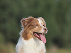 Australian Shepherd Portrait