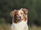 Australian Shepherd Portrait