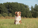 sitzender Australian Shepherd