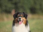 Australian Shepherd Portrait