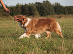 laufender Australian Shepherd
