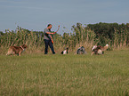 spielende Australian Shepherds