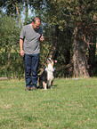 Australian Shepherd beim Training