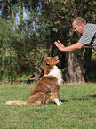 Australian Shepherd beim Training