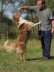 Australian Shepherd beim Dog Dance