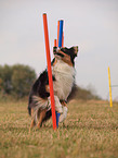 Australian Shepherd beim Agility