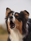 Australian Shepherd Portrait