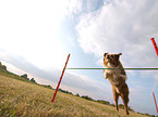 Australian Shepherd beim Agility