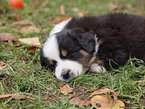 Australian Shepherd Welpe