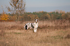 stehender junger Australian Shepherd