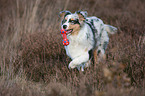 laufender junger Australian Shepherd