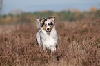 laufender junger Australian Shepherd