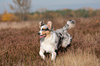 laufender junger Australian Shepherd