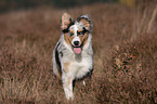 laufender junger Australian Shepherd