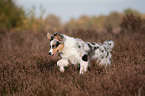 laufender junger Australian Shepherd