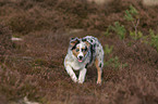 junger Australian Shepherd