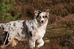 junger Australian Shepherd