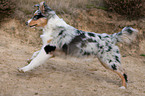 rennender junger Australian Shepherd