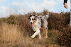 laufender junger Australian Shepherd