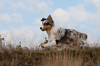 rennender junger Australian Shepherd