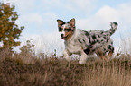 laufender junger Australian Shepherd