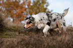 laufender junger Australian Shepherd