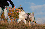 laufender junger Australian Shepherd