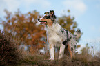 stehender junger Australian Shepherd