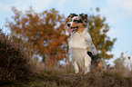 sitzender junger Australian Shepherd