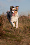 rennender junger Australian Shepherd